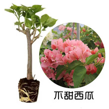 �_���G���ͺ������Ϙ������ļ������Ԏ�������÷����÷�N�ډ�����