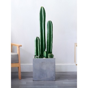 Cactus Measuring Ruler Potted Plant Scandinavian Style Indoor Large Living Room Easy to Grow Succulents Thornless Cactus Direct Sales
