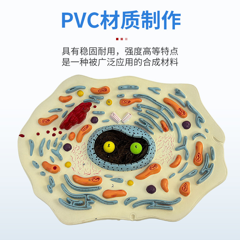 ����ֲ��ϸ��ģ����΢�ṹ����ģ������ϸ��Ĥϸ����ϸ����������