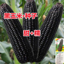 黑甜糯玉米種子黑糯玉米香甜糯玉米種鮮食苞米非轉基因黑玉米批發