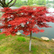 一件代发红枫树苗盆栽四季花卉阳台庭院植物别墅风景树耐寒日本红