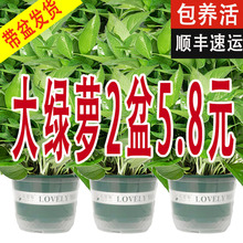 �G�}�����҃ȼ��þGֲ�·������՚⻨��ֲ��ˮ���L�ٴ������~�G�j