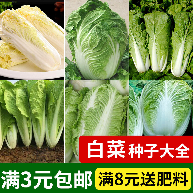 快菜速生奶油小白菜娃娃菜大白菜高产春秋四季播蔬菜种子