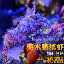 黄点玻璃虾绵羊虾机械虾薄荷虾海水除藻清理残渣不伤珊瑚观赏虾