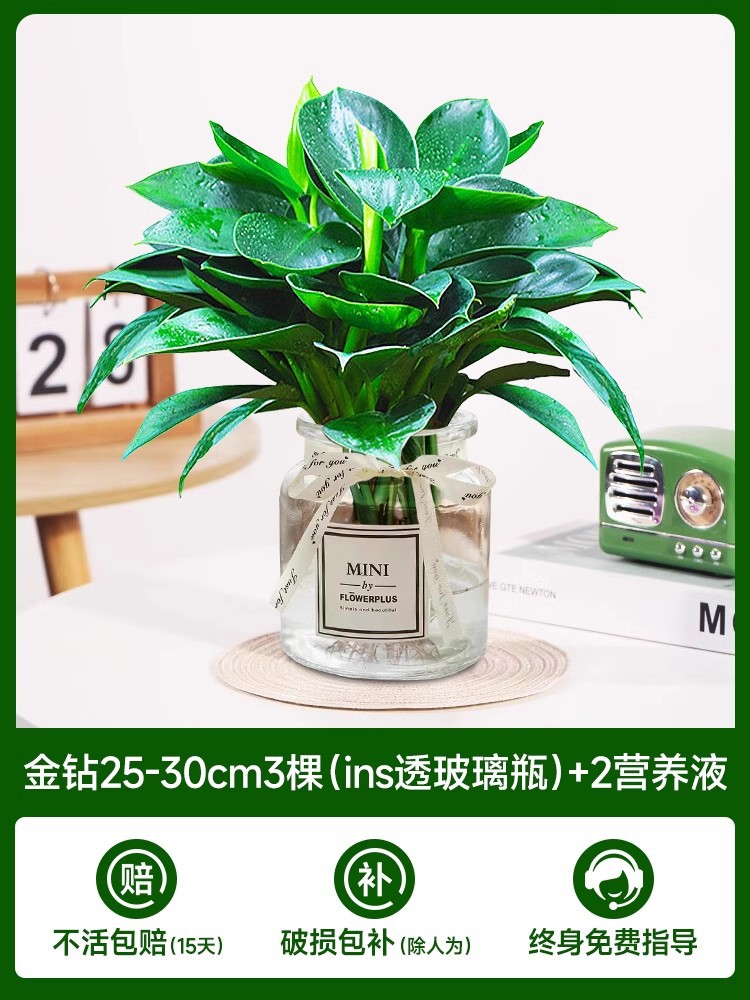 골든 다이아몬드 나무(유리병 내) + 크리스탈 머드 + 영양액 2개