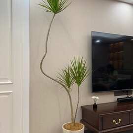 龙血树古风感中木千年铁室内青叶高级客厅植物马尾造型盆栽绿植