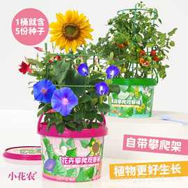 小花农迷你种植小盆栽 情绪稳定花盆 厂家批发办公室桌面好活植物