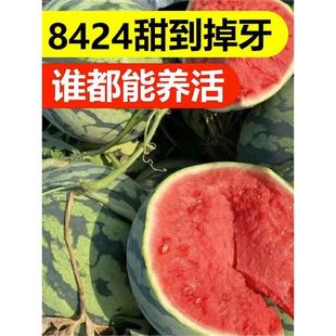 8424�������ϷN���ļ���������С���Ϻ�Ƥ�o������Нh2k���ϷN��