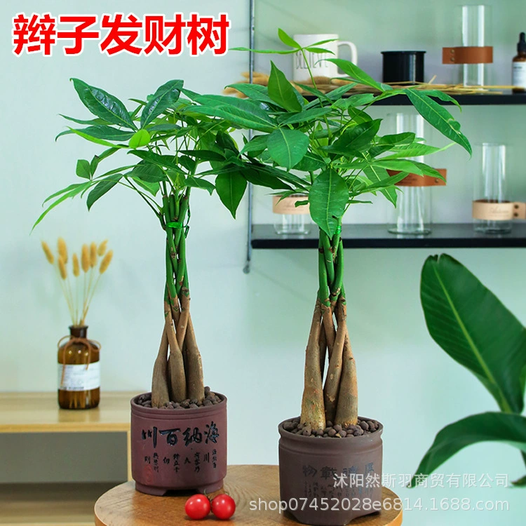 Пять-коса дерево Фортуны завод Фортуны коса дерево Фортуны офисный Рабочий стол небольшое растение в горшке Очищение воздуха зеленое растение