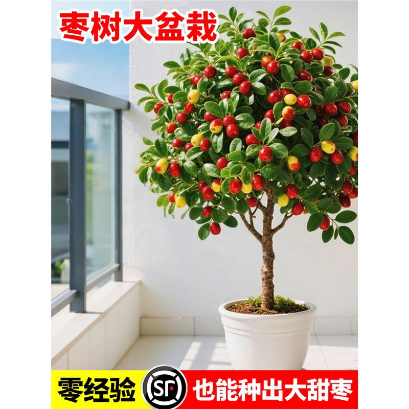 枣树活苗特大冬枣嫁接特大南北方庭院种植冰糖枣树苗盆栽当年结果