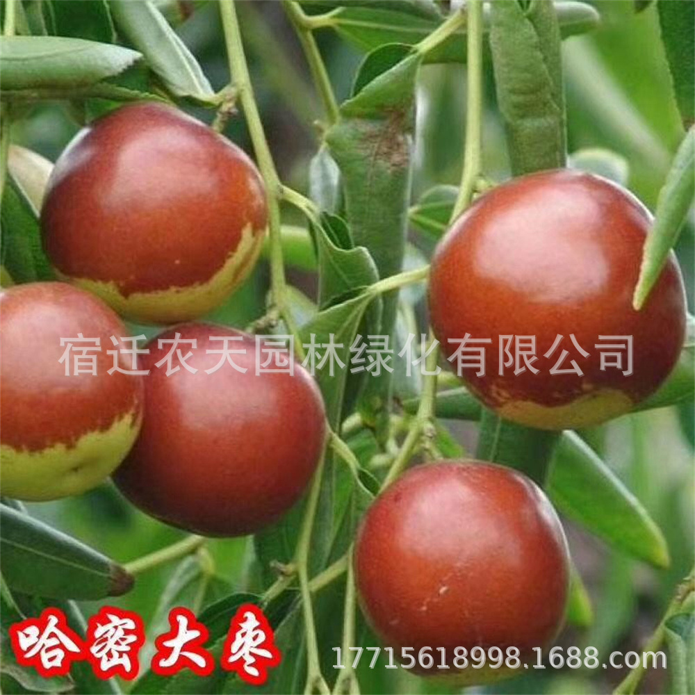 哈密大枣红珍珠台湾大青枣树苗蜜丝枣牛奶枣庭院盆栽果树果苗枣子