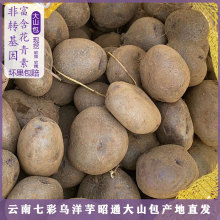 云南大山包七彩土豆现挖新鲜紫皮乌心土豆当季蔬菜马铃薯洋芋包邮