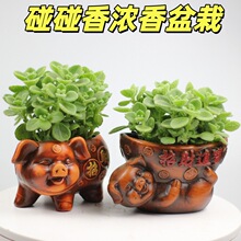 碰碰香盆栽包邮一抹香猪发财香草多肉植物驱蚊驱虫净化空气绿植花