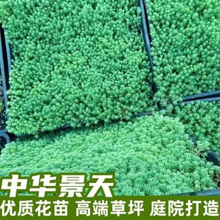 ���A�����f����S���ײݰ������ļ������ͺ��ͺ�����ͥԺ�G��