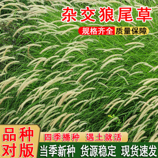 ��β�����ݷN�Ӷ������ļ��߮a�ͺ��s����β�����ո�ţ���~�ݷN��