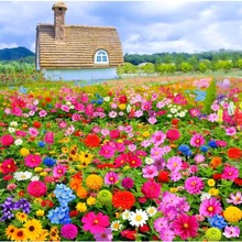 野花组合花种子格桑花波斯菊四季播种开花易活花种籽子1000粒装