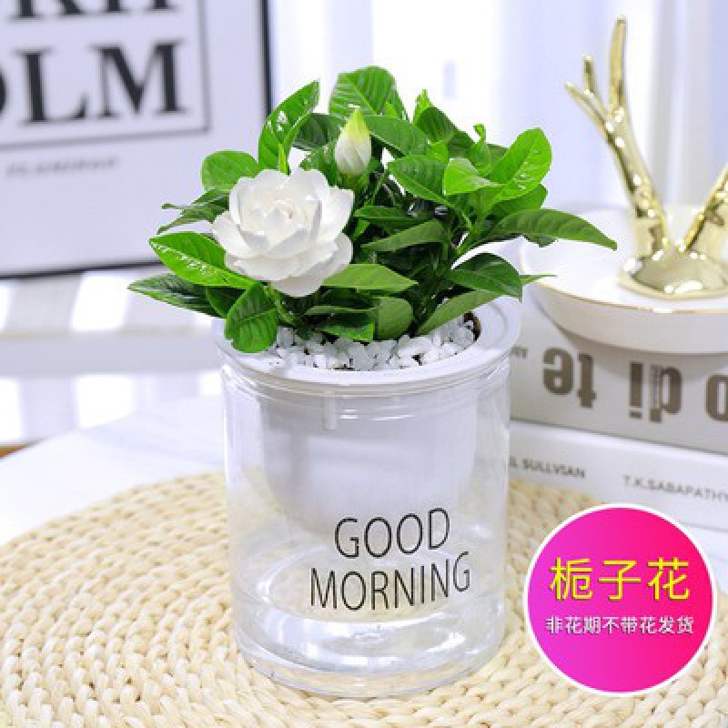 치자나무 + [투명흡수대 + 비료]