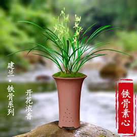 爆盆10苗 亏本价  兰花【铁骨素心】四季兰经典素心浓香兰花苗