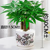 Small pot indoor for living room, plant lamp for office, for luck