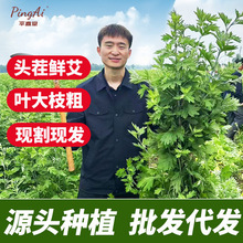 端午节干艾草新鲜艾草艾叶野生整颗20株泡脚澡挂门插门端午艾批发