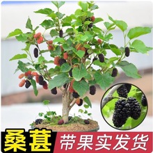 桑葚盆栽树苗结果四季桑树养蚕新鲜食用桑叶花卉绿植阳台果树大苗
