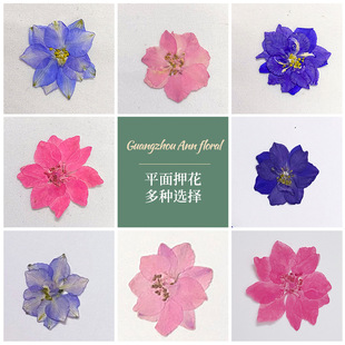 Dried Flower Embossing Dyeing Flying Swallow Flower Embossing Handmade Plant Specimen DIY Material Bag Bookmark Dropping Glue Dried Flower