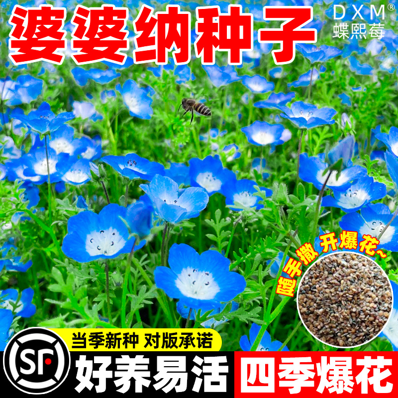 婆婆纳种子阿拉伯蓝色精灵盆栽花籽四季种植开花庭院室外易活花苗