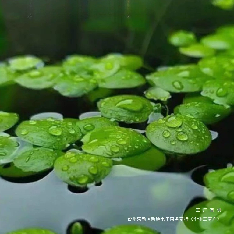 Водные растения, водный гиацинт, водный гиацинт с круглым сердцем, очищают качество воды, зеленые растения для гидропоники, ландшафтный дизайн офиса во дворе, аквариумов с рыбами, креветками и черепахами, плавающие водные растения.