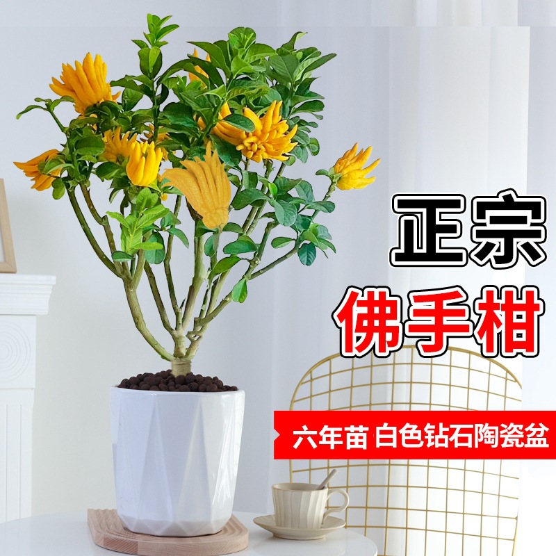 베르가못 6년근 더미 + 다이아몬드 세라믹 화분(과일이 있는 과일 단계)