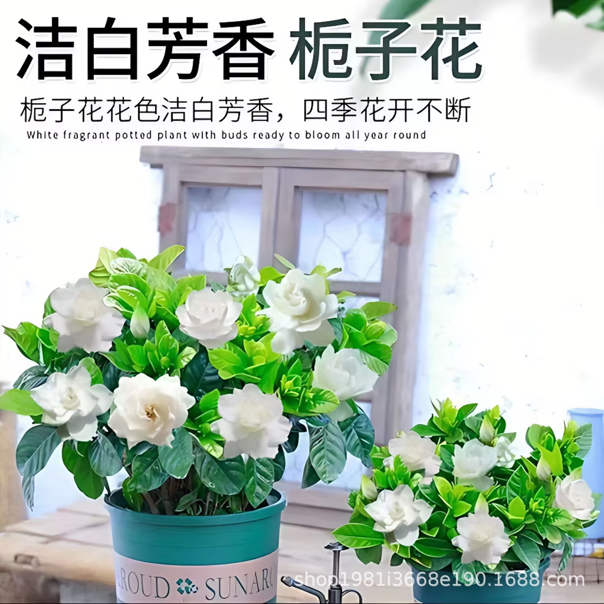 栀子花绿植盆栽花卉室内好养 办公室文竹栀子花 绿萝水培植物多肉