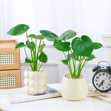 龟背竹盆栽办公室桌面净化空气小绿植室内桌摆盆栽摆件好养活植物