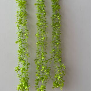 ���洹��5���ȼ��� ���X�~�ٗl�پGֲɭϵ����쾰���ϻ��Ҿ��b��