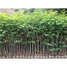 印度小叶紫檀种子 红木檀香白檀 海南黄花梨树种子沉香木菩提种