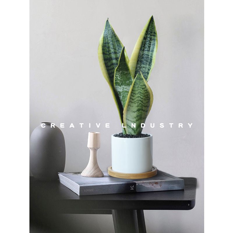 白玉虎皮兰净化空气花卉除甲醛植物卧室绿植防办公室辐射室内盆栽