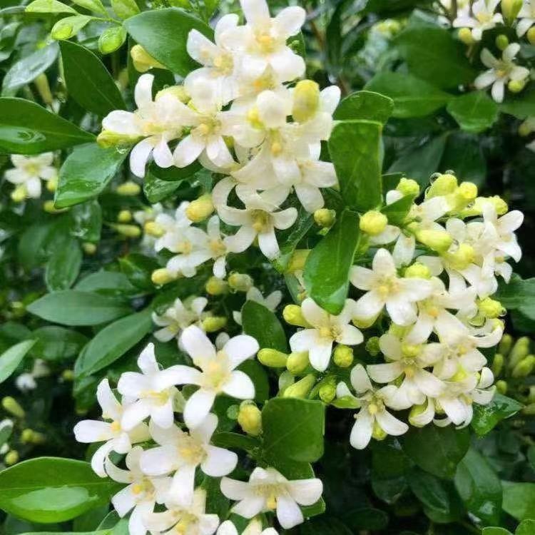 九里香老桩带花大苗绿植七里香四季开花浓香型驱蚊花卉大全