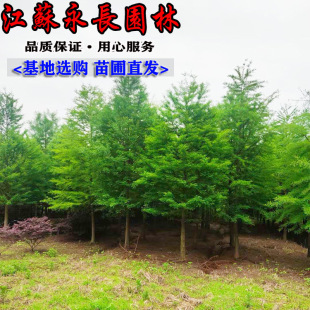 Wholesale of Deciduous Fir Saplings, Evergreen Greening Seedlings for All Seasons, Park Embellishment, Decoration and Beautification, Complete Specifications of Deciduous Fir