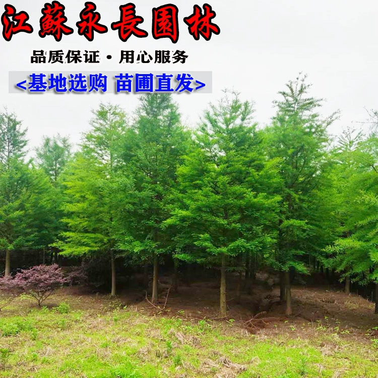 Оптовые Зеленые саженцы деревьев Украшение парка Декоративный озеленение полные спецификации