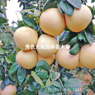 �޽���Ʒ�N������޽���Ʒ�N��������÷��ɳ�������Ә��籡Ƥ����