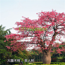 ľ�޻�������_��֦��֦����ؐ����֦�����ϱ����NֲͥԺ�e������