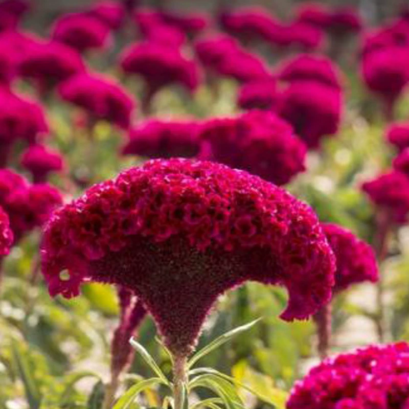 Семена кокоса веерообразные хвост феникса декоративные весенние посевные семена цветов балкон внутренний двор открытый двор горшечные растения легко сеять в любое время года