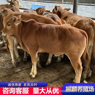 鲁西黄牛肉牛犊牛苗哪里有卖的 鲁西黄牛养殖场 出售利木赞牛