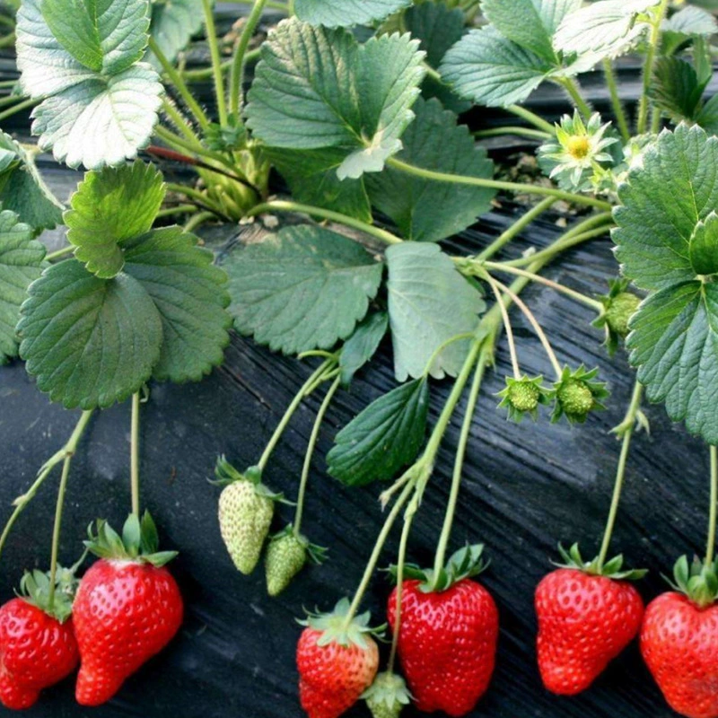 Фрэнк Сей Чарли, клубничная база, клубничная рассада, оптовая продажа ферма