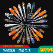 观背青鳉星光鱼卵淡水冷水小型观赏鱼金鱼不打氧好养懒人古法养鱼