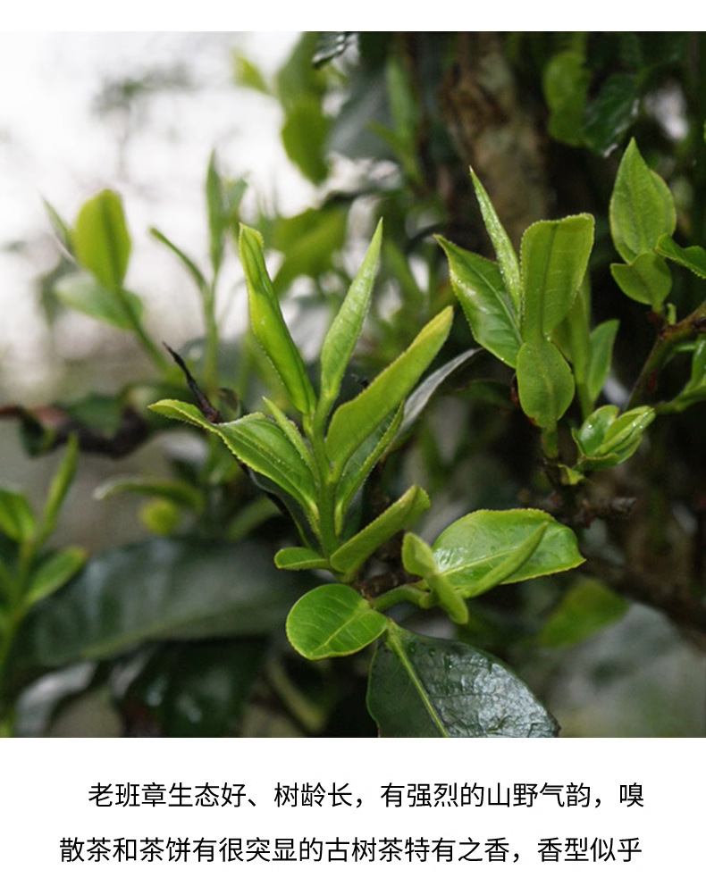 老班章【熟茶】详情_04.png