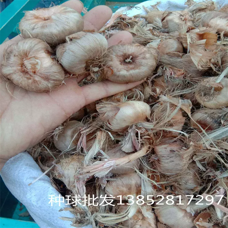 基地批发藏红花种球 番红花种球  盆栽地栽 发芽快  易好养