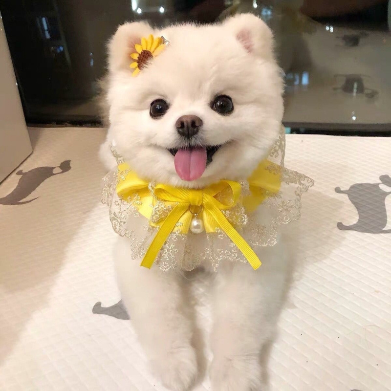 猫の首を囲むクリスマスのよだれレースのぬいぐるみペットの犬のマフラーの装飾の蝶ネクタイの猫の装飾品の犬のよだれかけ|undefined