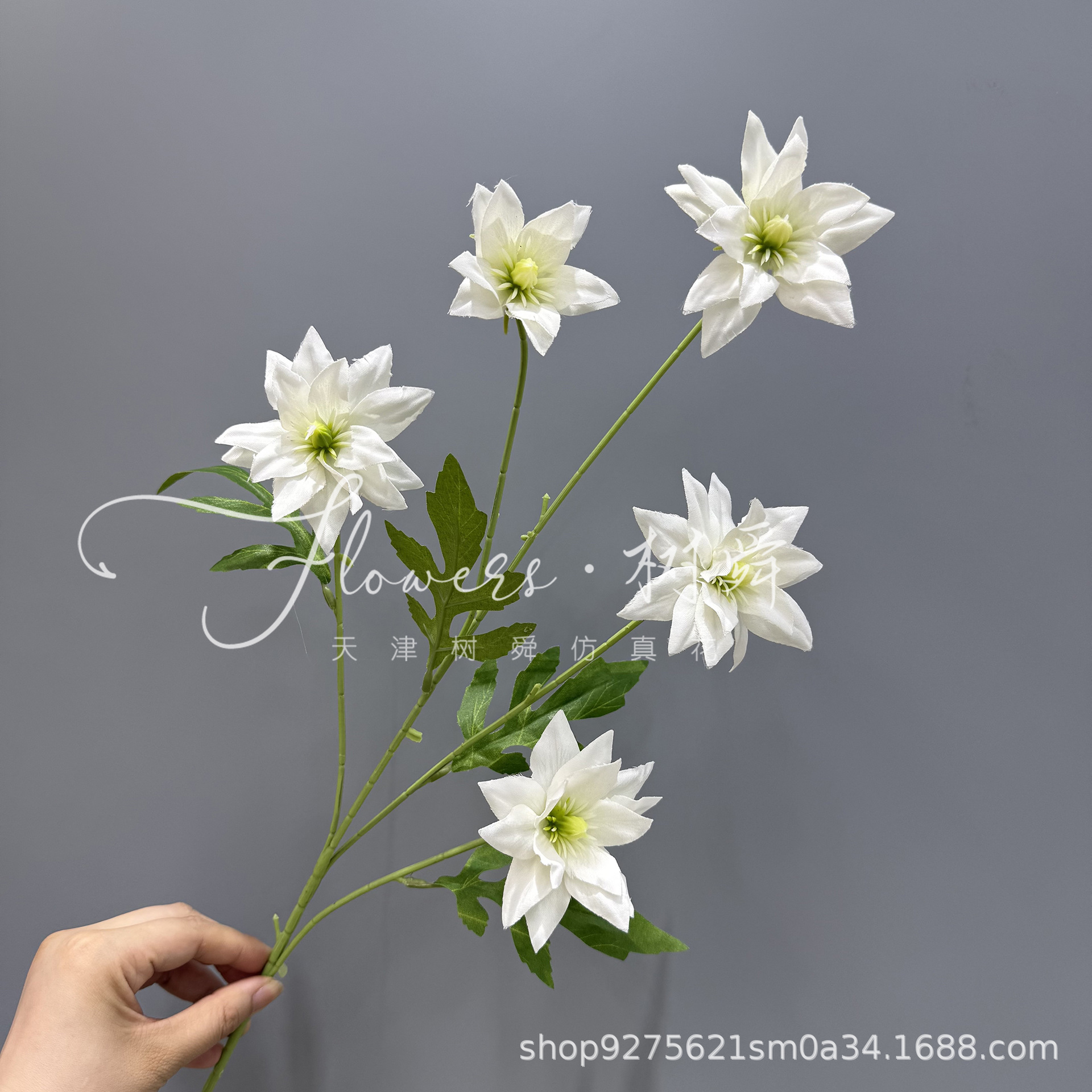 Belleza de hielo de 5 cabezas-blanco