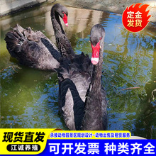 �˹���B����@�^�p����N�Z���Bɢ�B���w�����Z����ˮ��Ó���Z��