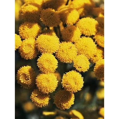 Exquisite Chrysanthemum seed Four seasons sow Chrysanthemum Ball chrysanthemum morifolium indoor balcony Potted plant Easy species For many years China aster Seed