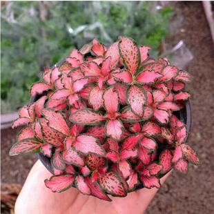 һ�����l�W�y��ֲ�������k����С���Ի�̦�\ƿ����΢���^�辰����